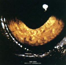 Kingdom Of Madness_b